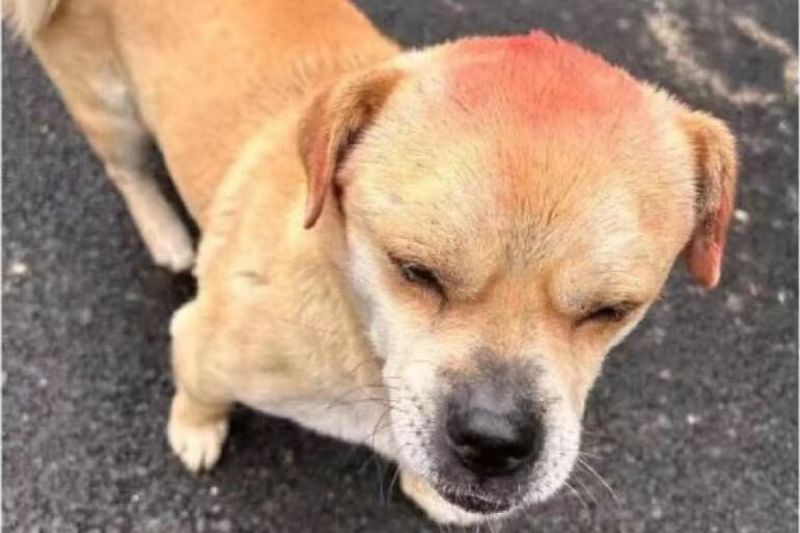 ▲中國這隻警犬的腦袋常出現紅色抹痕。（圖／微博：科技犬建哥）