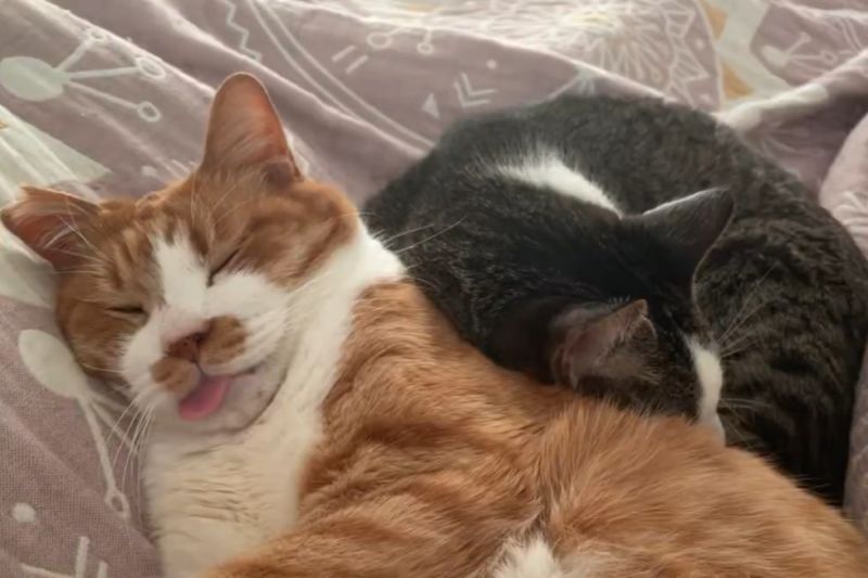 ▲日本飼主不想上班，看到身邊熟睡的貓咪便振奮了起來。（圖／Twitter：mitoconcon）