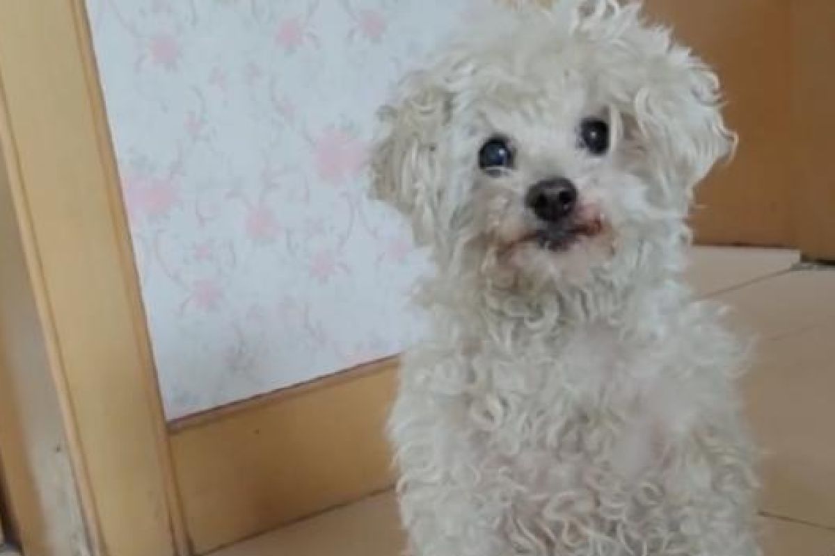 ▲中國網友家的狗狗小王子在五年前被偷走。（圖／抖音：XIAOMAZZ）