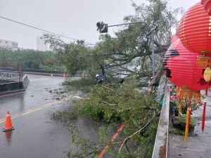 ▲大里、霧峰地區多處路樹倒塌。（圖／台中市議員江和樹提供，2023.04.20）