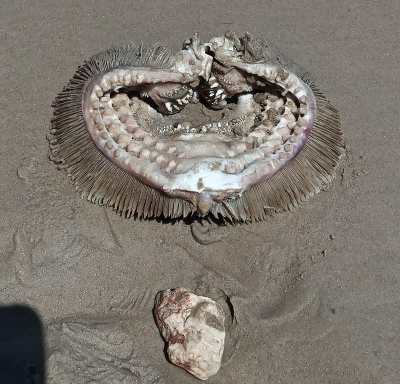 ▲原PO友人在美國沙灘發現一個詭異生物。（圖／臉書社團《Bolivar Beachcombers》）