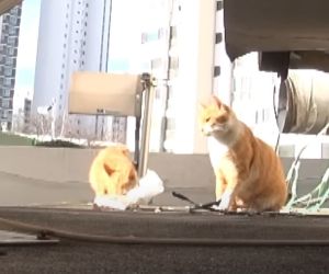 ▲Dongsook外帶食物是要來給小貓吃啊！（圖／Youtube：Kritter Klub）