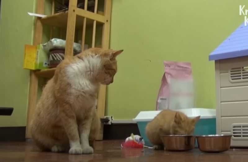 ▲Dongsook及牠的小貓被好心人收養了。（圖／Youtube：Kritter Klub）