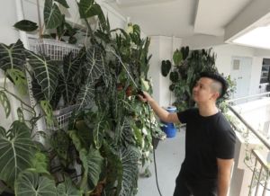 新加坡父親愛上綠色植物　種盆栽還能增添親子樂趣
