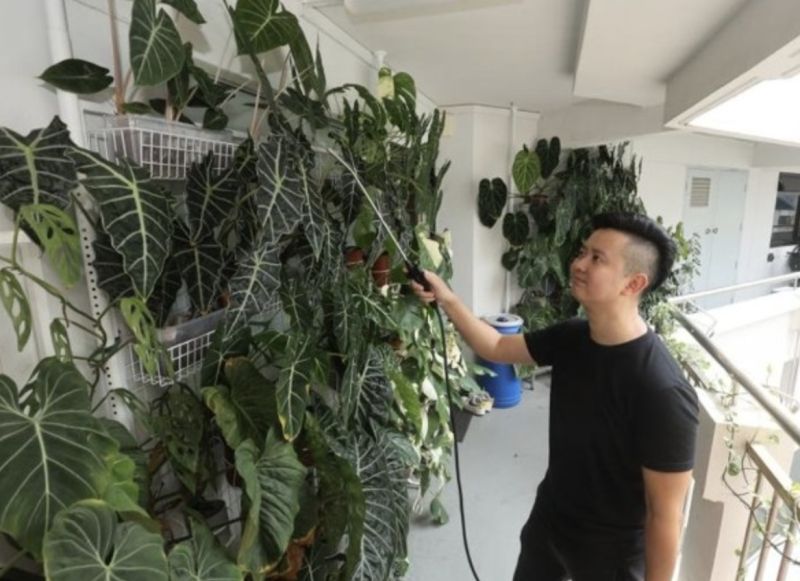 ▲新加坡一名男子在家中種植50多盆綠色植物。（圖／翻攝自聯合早報）