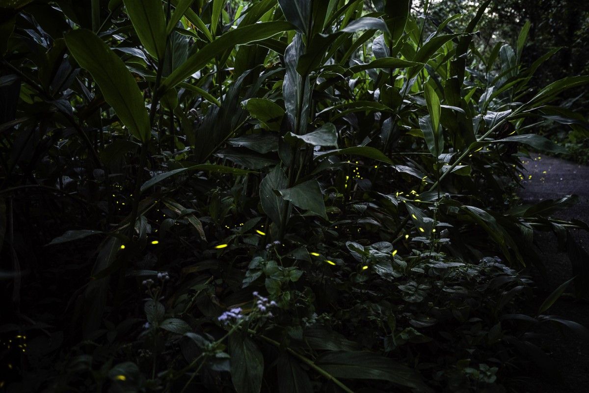 ▲四月初，氣溫終於開始回暖，蟲蟲探索谷的夜晚也逐漸熱鬧起來。（圖／臺北市立動物園提供）