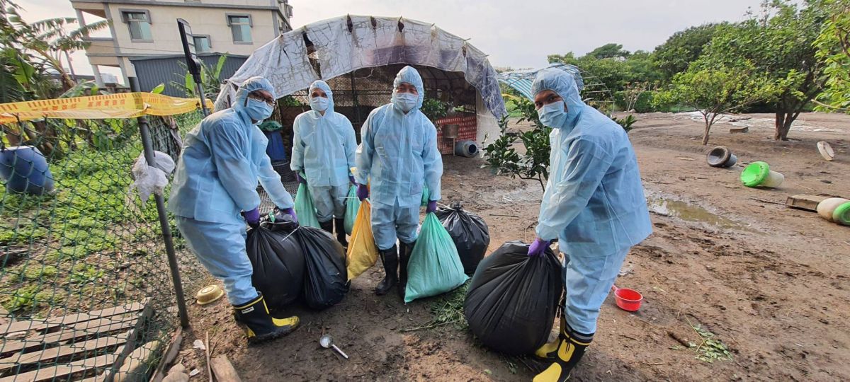 ▲新竹市東區小型禽場通報禽流感，市府於今日完成該場剩餘的74隻家禽撲殺清場及消毒工作。（圖／新竹市政府提供）