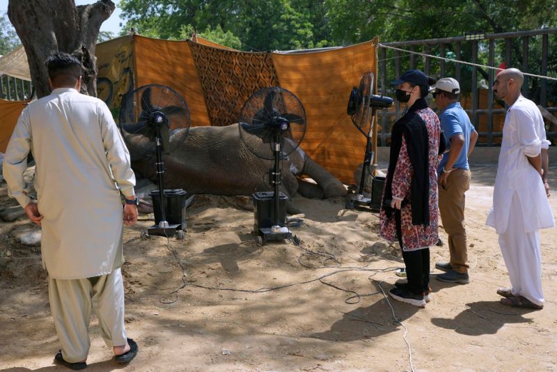 ▲巴基斯坦喀拉蚩動物園（Karachi Zoo）大象潔菡（Noor Jehan）摔倒後不起，於今天死亡：儘管園方全力搶救，仍引發外界對這所國家動物園的批評。（圖／美聯社／達志影像）