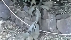 蟒蛇抓獴反被「拔河」!全家族出動救援狂咬 驚悚畫面曝