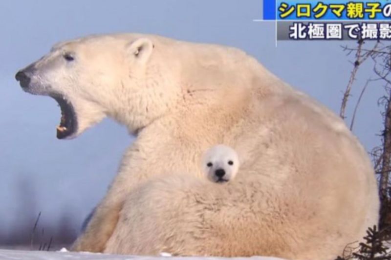 ▲小北極熊躲在媽媽懷裡，使整張照片看起來就像合成圖。（圖／Twitter：tyomateee2）