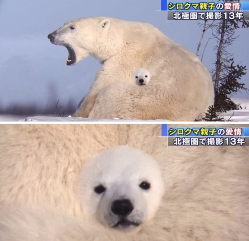 ▲北極熊媽媽身體上長出一張無瑕的小熊臉。（圖／Twitter：tyomateee2）
