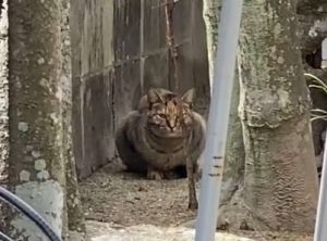 Nyatan生活的區域出現了一隻新的流浪貓Tora。(圖/TiKTok:_nyan_nyan_) ▲Nyatan生活的區域出現了一隻新的流浪貓Tora。(圖/TiKTok:_nyan_nyan_)