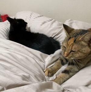女子將兩隻都請了回家。(圖/TiKTok:_nyan_nyan_) ▲女子將兩隻都請了回家。(圖/TiKTok:_nyan_nyan_)