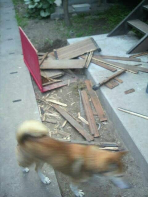 ▲「汪捲風」在被拆除的狗屋旁走來走去。（圖／Twitter：abbey_road9696）