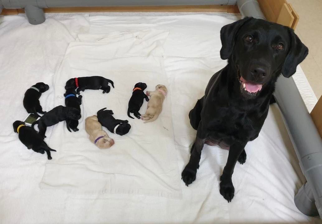 ▲導盲種犬Laura日前生下9隻「小可魯」，帶著驕傲的微笑成為「九寶媽」。（圖／翻攝惠光導盲犬學校臉書）