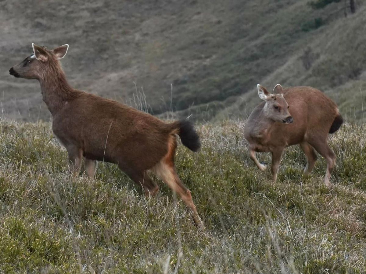 ▲台灣水鹿是能高安東軍的常客，成群結伴的在遼闊的草原上覓食，星空、水鹿、草原、湖泊畫面太美。（圖／翻攝趙駿亞˙駿臨天下粉絲部臉書）