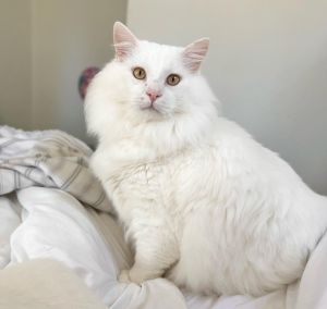 ▲茱莉亞在新家中發現這隻不請自來的白貓。（圖／Instagram：coopkitties）