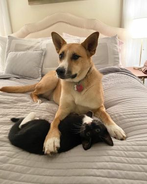 茱莉亞原本就養有一貓一狗。(圖/coopkitties.com) ▲茱莉亞原本就養有一貓一狗。(圖/coopkitties.com)