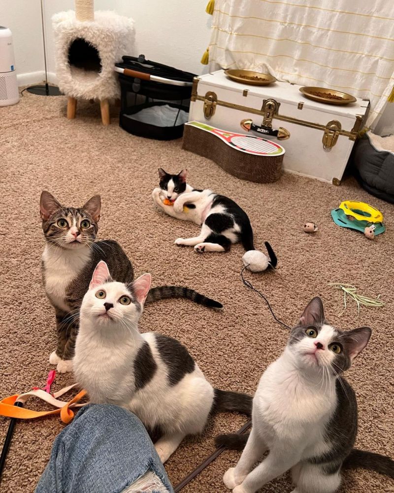 ▲茱莉亞開設名為「雞舍小貓（Coop Kitties）」的中途之家。（圖／Instagram：coopkitties）