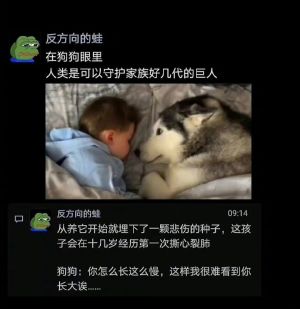 反方向的蛙推敲狗狗及養狗人的心境。(圖/抖音:反方向的蛙) ▲反方向的蛙推敲狗狗及養狗人的心境。(圖/抖音:反方向的蛙)