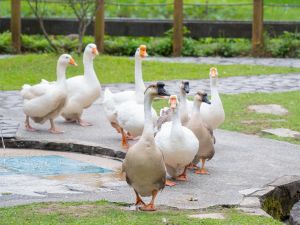 走在最前面的是領頭鵝,牠會領隊帶大夥兒回家。(圖/臺北市立動物園 提供) ▲走在最前面的是領頭鵝,牠會領隊帶大夥兒回家。(圖/臺北市立動物園 提供)