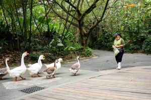 ▲家鵝很容易「結黨群聚」，又喜歡一隻挨著一隻跟隨。（圖／臺北市立動物園 提供）