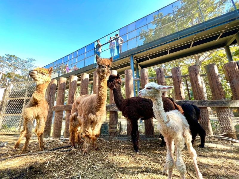 ▲空橋上的擴張網減少動物與人類直視，遊客透過觀察窗口認識動物。（圖／高市府觀光局提供）