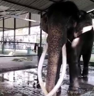 斯里蘭卡破產動物也遭殃！泰國贈予大象處境堪慮　民眾：快接回來
