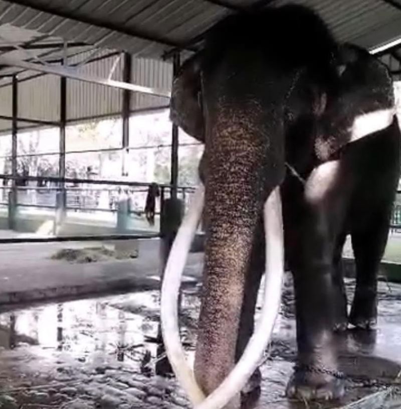 ▲泰國贈予給斯里蘭卡的大象，因當地經濟危機未獲妥善照顧，處境堪慮。（圖／翻攝自thairath）