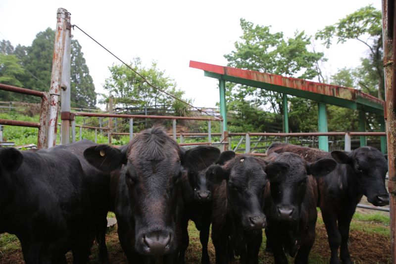 ▲清境農場宣布為減少碳排放，邁向淨零永續新目標將不再養牛，並出售22頭安格斯牛。（圖／翻攝清境農場臉書）