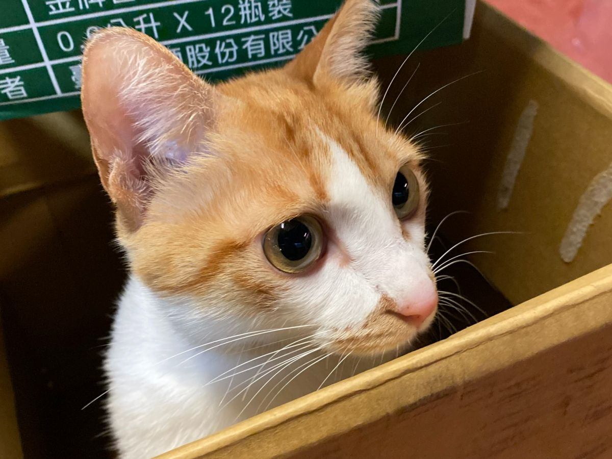 ▲貓咪手超賤的，老愛把桌上的水杯、花瓶通通掃下桌。（圖／記者徐銘穗攝）