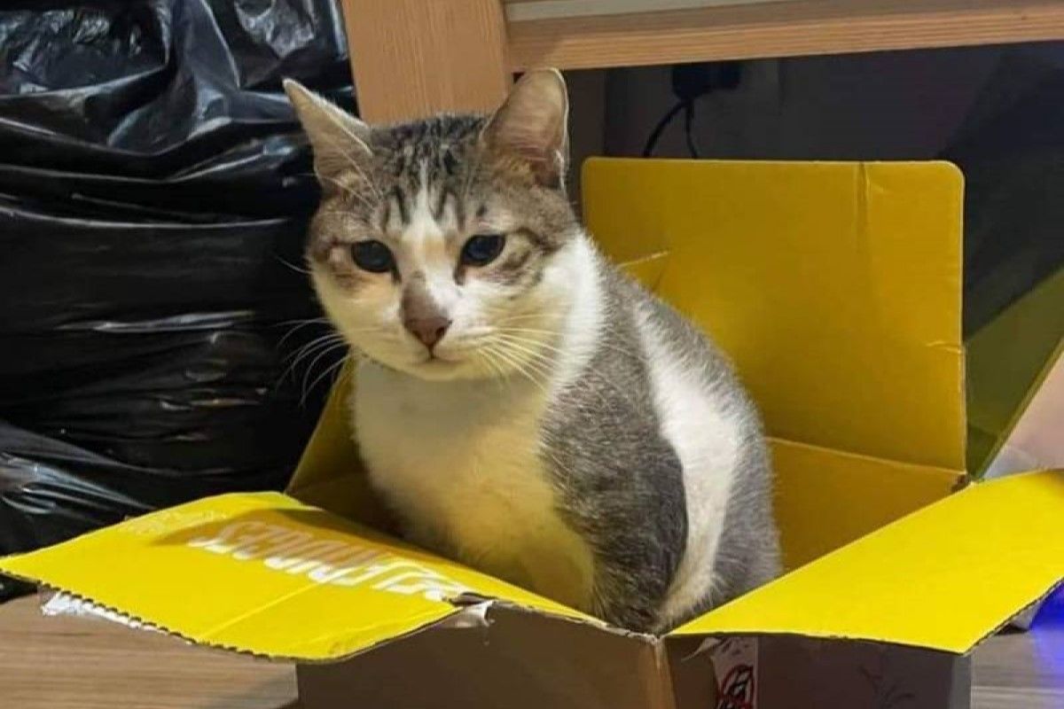 ▲2021年8月發生一起虐貓案，貓咪「茶茶」被澆淋滾燙熱水引發敗血症而亡。（圖／呂秋遠 臉書）