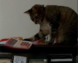 ▲網友分享家中貓咪把眼前的計算機掃下桌瞬間。（圖／翻攝林子軒臉書）