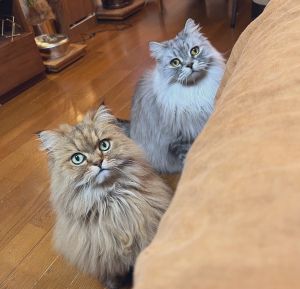 ▲推主家養了兩隻貓。（圖／Twitter：suzukitsuta）