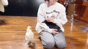 Sasami窩在飼主的懷裡撒嬌。(圖/Youtube:あにまるず Animals) ▲Sasami窩在飼主的懷裡撒嬌。(圖/Youtube:あにまるず Animals)