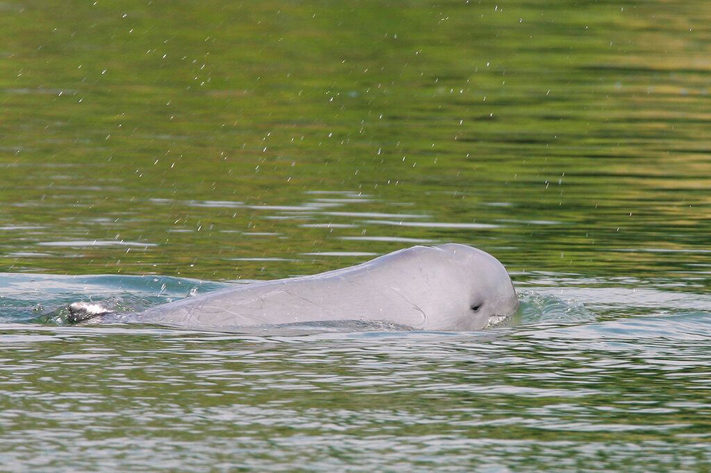 ▲柬埔寨為保護極危物種湄公河豚（Mekong River dolphin）而在兩個月前頒布法令建立保護區，但總理洪森今天取消了法令，因為漁民生計受影響且這些淡水豚仍不斷死於非法捕獵。（圖／美聯社／達志影像）