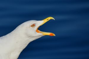 海鷗、seagull。 ▲(示意圖/Pixabay)