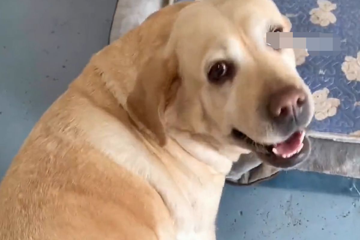 ▲中國網友實測拉布拉多犬尾巴有多強壯。（圖／微博：錦繡青羊）