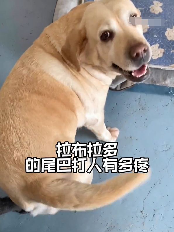 ▲中國網友實測拉布拉多犬的尾巴究竟有多強壯。（圖／微博：錦繡青羊）