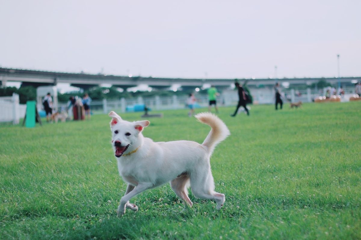 ▲行政院農業委員會今（30）日指出，我國保護動物及確保動物福祉的專法修法草案已於28日預告，此次修正是近年來最大規模的修正。（圖／記者鄭妤安攝）
