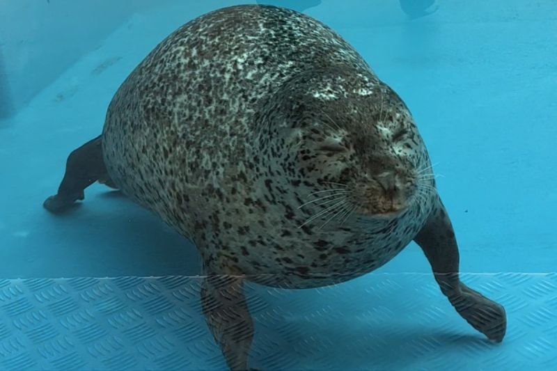 ▲日本網友拍攝到海豹四肢撐地「站起來」的模樣。（圖／Twitter：GacchiRika）