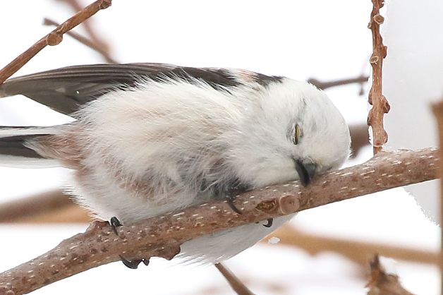 ▲推主拍攝到銀喉長尾山雀在樹上打瞌睡的樣子。（圖／Twitter：daily_simaenaga）