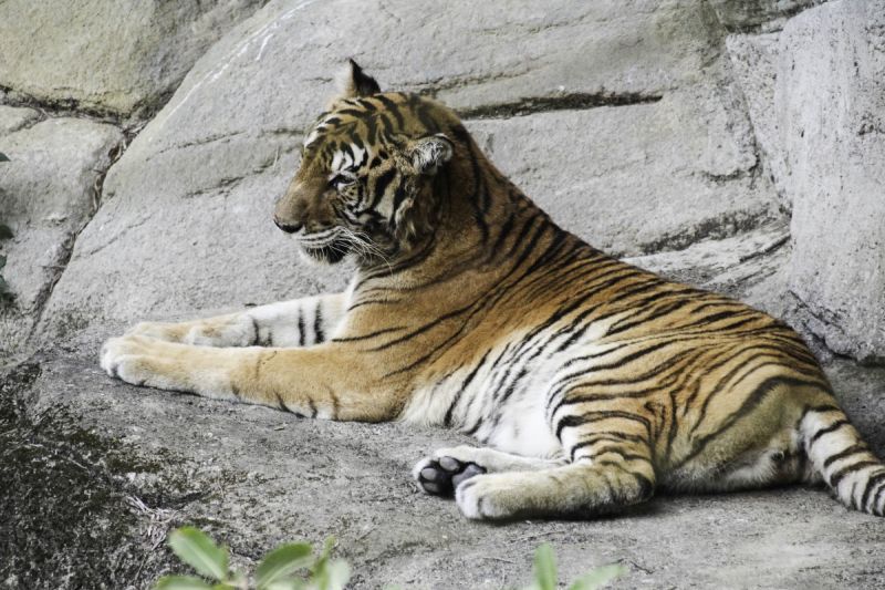 ▲野貓保育聯盟希望透過保護域內的這些大型貓科動物以及其棲息地，讓這些珍貴的物種能免於滅絕。（圖／臺北市立動物園 提供）