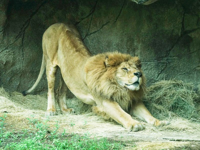 ▲非洲獅：趴累了，伸伸懶腰！（圖／臺北市立動物園 提供）