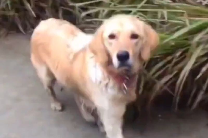 ▲中國網友在路上偶遇流浪狗，沒想到靠近後發現那居然是自己失蹤一年的愛犬。（圖／微博：萌寵避風港）