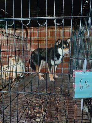 新竹縣狗場 ▲現場發現犬隻品種有法國鬥牛犬、柴犬及博美等,一共65隻,其中約63隻未絕育、15隻未辦寵物登記,現場犬隻2隻皮膚有輕微外傷,已強制送醫治療。(圖/新竹縣動保防疫所提供)