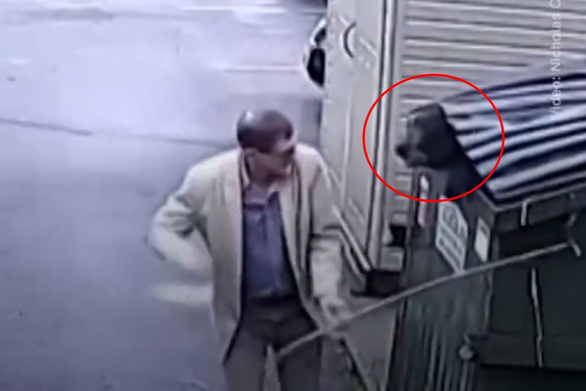 ▲美國一名小學校長檢查垃圾桶時被突然從裡面跳出的大黑熊嚇到。（圖／Twitter：Afgnews24Com）