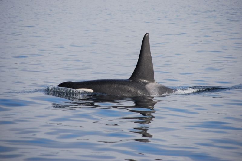 ▲30隻殺人鯨圍攻2隻灰鯨。（示意圖／Pixabay）