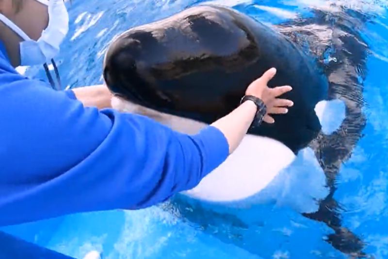 ▲日本鴨川海洋世界中的殺人鯨非常喜歡給飼育員抓抓身體。（圖／Twitter：kamoseaOfficial）