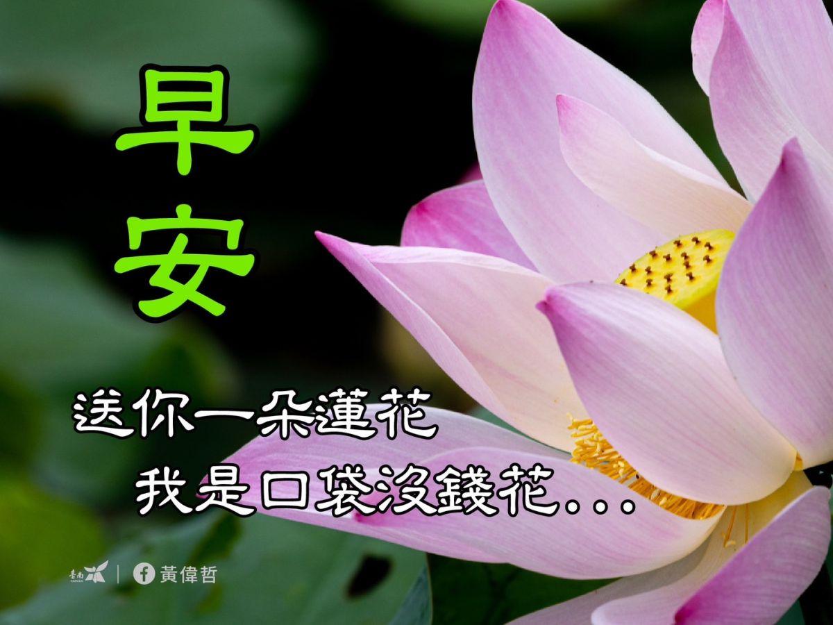 ▲早安圖上的逗趣文字「早安，送你一朵蓮花，我是口袋沒錢花」引起網友熱烈討論（圖／台南市研考會提供）